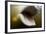 Beluga Whale, Hudson Bay, Canada-null-Framed Photographic Print