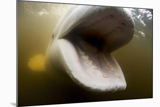 Beluga Whale, Hudson Bay, Canada-null-Mounted Photographic Print