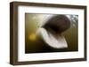 Beluga Whale, Hudson Bay, Canada-null-Framed Photographic Print