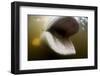 Beluga Whale, Hudson Bay, Canada-null-Framed Photographic Print