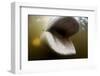 Beluga Whale, Hudson Bay, Canada-null-Framed Photographic Print