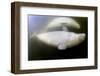 Beluga Whale, Hudson Bay, Canada-null-Framed Photographic Print