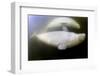 Beluga Whale, Hudson Bay, Canada-null-Framed Photographic Print