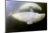 Beluga Whale, Hudson Bay, Canada-null-Mounted Photographic Print