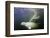 Beluga Whale, Hudson Bay, Canada-null-Framed Photographic Print