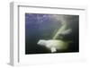 Beluga Whale, Hudson Bay, Canada-null-Framed Photographic Print