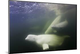 Beluga Whale, Hudson Bay, Canada-null-Mounted Photographic Print