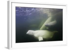 Beluga Whale, Hudson Bay, Canada-null-Framed Photographic Print