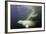 Beluga Whale, Hudson Bay, Canada-null-Framed Photographic Print