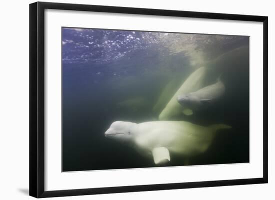 Beluga Whale, Hudson Bay, Canada-null-Framed Photographic Print