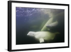 Beluga Whale, Hudson Bay, Canada-null-Framed Photographic Print