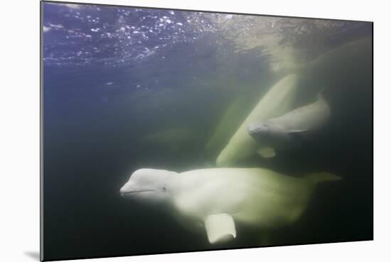 Beluga Whale, Hudson Bay, Canada-null-Mounted Photographic Print