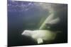 Beluga Whale, Hudson Bay, Canada-null-Mounted Photographic Print