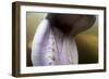 Beluga Whale, Hudson Bay, Canada-null-Framed Photographic Print