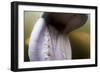 Beluga Whale, Hudson Bay, Canada-null-Framed Photographic Print