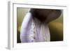 Beluga Whale, Hudson Bay, Canada-null-Framed Photographic Print