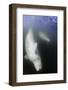 Beluga Whale, Hudson Bay, Canada-null-Framed Photographic Print