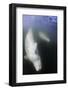 Beluga Whale, Hudson Bay, Canada-null-Framed Photographic Print