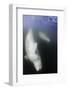 Beluga Whale, Hudson Bay, Canada-null-Framed Photographic Print