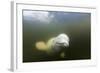 Beluga Whale, Hudson Bay, Canada-null-Framed Photographic Print