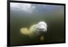 Beluga Whale, Hudson Bay, Canada-null-Framed Photographic Print