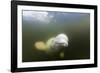 Beluga Whale, Hudson Bay, Canada-null-Framed Photographic Print