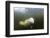 Beluga Whale, Hudson Bay, Canada-null-Framed Photographic Print