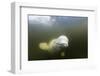 Beluga Whale, Hudson Bay, Canada-null-Framed Photographic Print