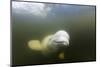 Beluga Whale, Hudson Bay, Canada-null-Mounted Photographic Print