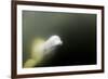 Beluga Whale, Hudson Bay, Canada-null-Framed Photographic Print
