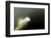 Beluga Whale, Hudson Bay, Canada-null-Framed Photographic Print