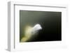 Beluga Whale, Hudson Bay, Canada-null-Framed Photographic Print