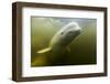 Beluga Whale, Hudson Bay, Canada-null-Framed Photographic Print