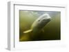 Beluga Whale, Hudson Bay, Canada-null-Framed Photographic Print