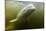 Beluga Whale, Hudson Bay, Canada-null-Mounted Photographic Print