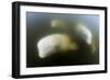 Beluga Whale, Hudson Bay, Canada-null-Framed Photographic Print