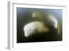 Beluga Whale, Hudson Bay, Canada-null-Framed Photographic Print