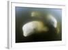 Beluga Whale, Hudson Bay, Canada-null-Framed Photographic Print