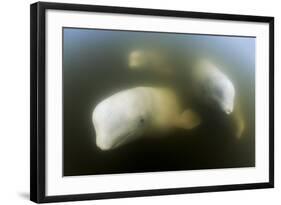 Beluga Whale, Hudson Bay, Canada-null-Framed Photographic Print