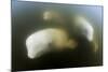 Beluga Whale, Hudson Bay, Canada-null-Mounted Photographic Print