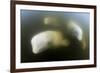 Beluga Whale, Hudson Bay, Canada-null-Framed Photographic Print