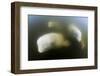 Beluga Whale, Hudson Bay, Canada-null-Framed Photographic Print