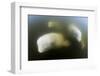 Beluga Whale, Hudson Bay, Canada-null-Framed Photographic Print