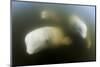 Beluga Whale, Hudson Bay, Canada-null-Mounted Photographic Print