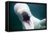 Beluga Whale, Mystic Aquarium, Connecticut-Paul Souders-Framed Stretched Canvas