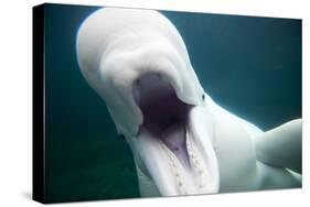 Beluga Whale, Mystic Aquarium, Connecticut-Paul Souders-Stretched Canvas