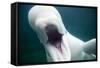 Beluga Whale, Mystic Aquarium, Connecticut-Paul Souders-Framed Stretched Canvas