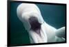 Beluga Whale, Mystic Aquarium, Connecticut-Paul Souders-Framed Premium Photographic Print