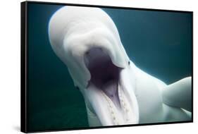 Beluga Whale, Mystic Aquarium, Connecticut-Paul Souders-Framed Stretched Canvas