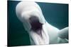 Beluga Whale, Mystic Aquarium, Connecticut-Paul Souders-Stretched Canvas